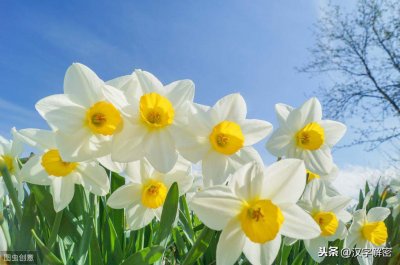 ​水仙花的花语与象征 水仙花的花语与寓意是什么