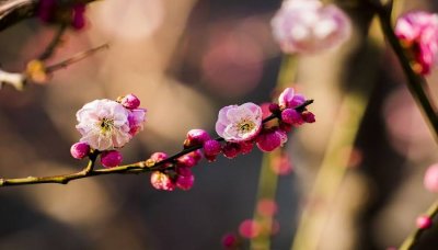 ​梅花有几种颜色分别是什么 梅花有几种颜色和花瓣