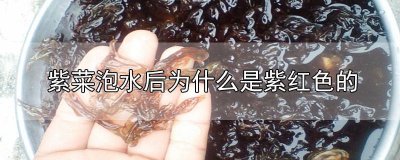 ​紫菜泡水后为什么是紫红色的 紫菜泡水后为什么是紫红色的水