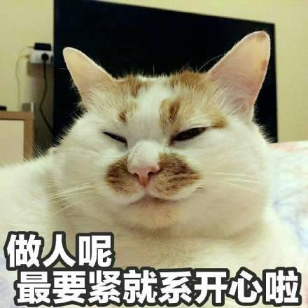 吸猫成瘾，英语里和“cat”有关的表达有哪些？