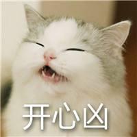 吸猫成瘾，英语里和“cat”有关的表达有哪些？