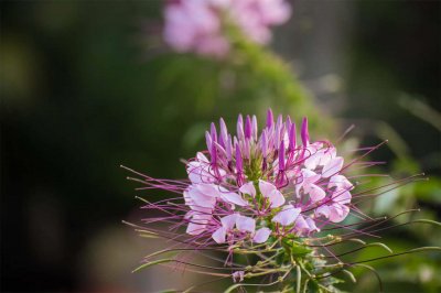 ​醉蝶花怎么浇水