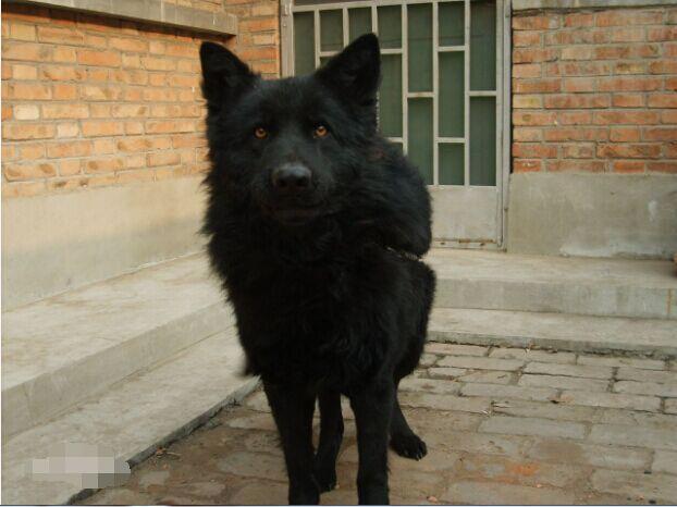 中国华北第一神犬: 华北黑熊犬, 堪称本土第一