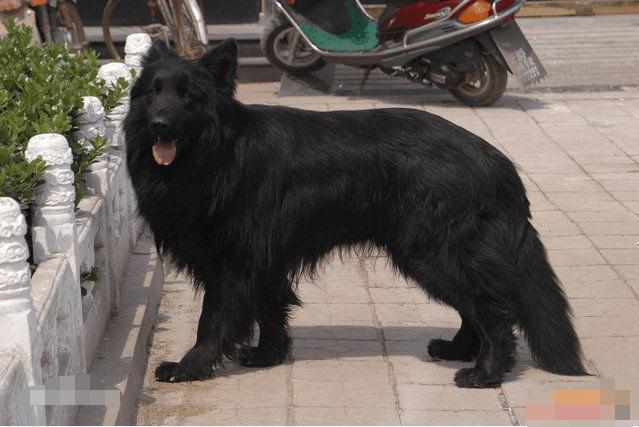 中国华北第一神犬: 华北黑熊犬, 堪称本土第一